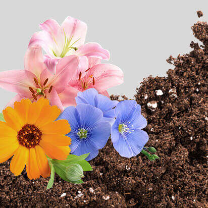 blumenerde bubblenavibild